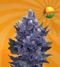 Blue Pyramid