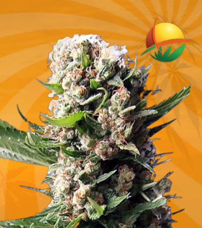 Blueberry Diese auto
