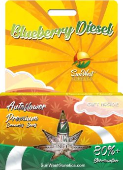 Blueberry Diesel Strain Autoflowering Marijuana Seeds