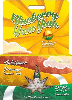 Blueberry Yum Yum Strain Autoflowering Marijuana Seeds