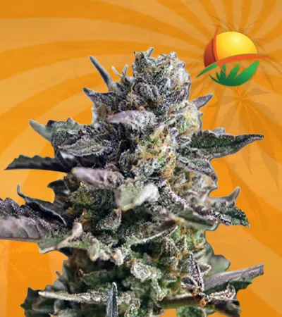 Blueberry Yum