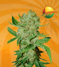 Bubbalicious auto