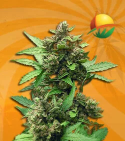 CB Auto Cheese