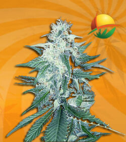 CB Dream Feminized