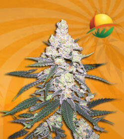 CB Dutch Treat