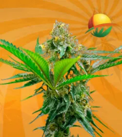 CBD Cheese