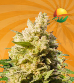 Cali Kush Feminized