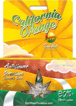 California Orange Strain Autoflowering Marijuana Seeds