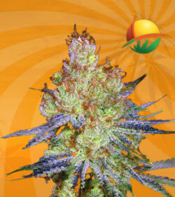 California Orange Autoflower