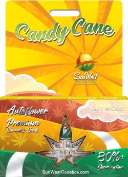 Candy Cane Strain Autoflowering Marijuana Seeds