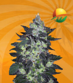 Candy Cane Autoflower