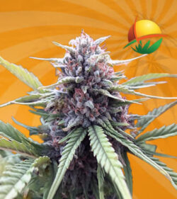 Cherry Blossom Feminized