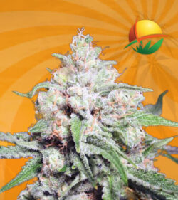 Clementine Feminized