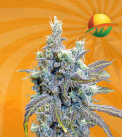 Cookie Haze Feminized