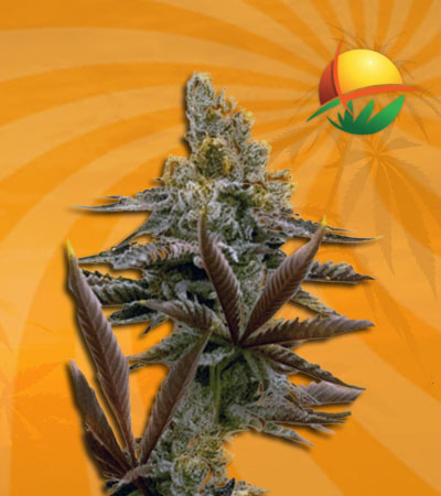 Critical Auto Fast Bud
