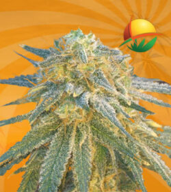 Crown Royale Feminized