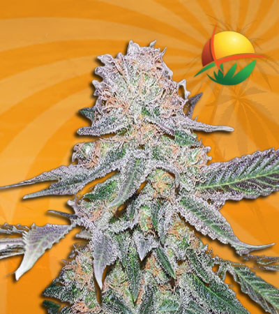 Crystal Autoflowering