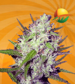 Dark Angel Feminized