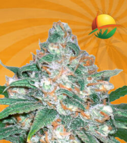 Devils Crack Feminized