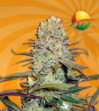 Diamond Kush