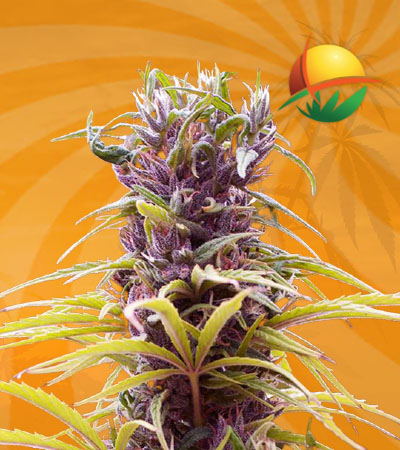 Durban Poison Feminized