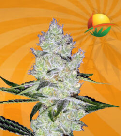 Dutch Crunch Feminized