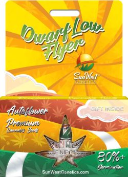 Dwarf Low Flyer Strain Autoflowering Marijuana Seeds