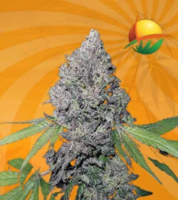 East Coast Alien Fem