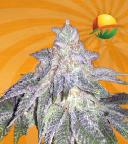 Fruit Loops Feminized