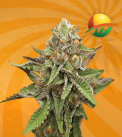 Gelato Feminized