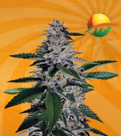 Ghost Train Haze Feminized
