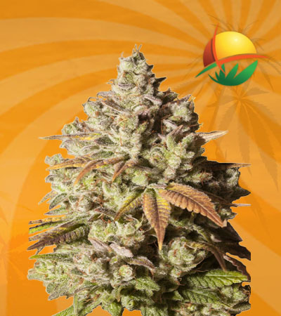 Gorilla Glue Feminized