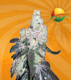 Gorilla Mint Feminized