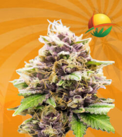 Grand Daddy Purple AutoFlower