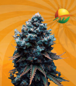 Grape Drink Feminized