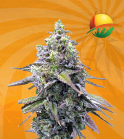 Green Apple Pie Feminized