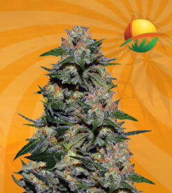Green Dream Feminized