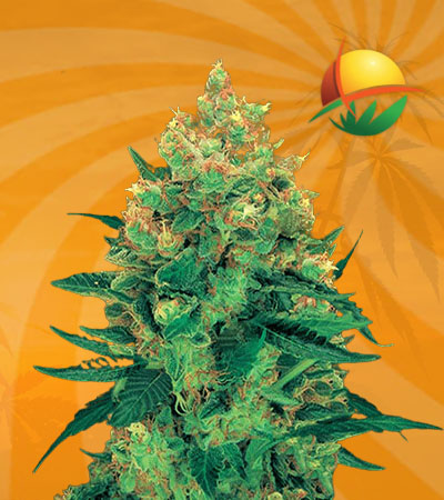 Hash Plant Feminized