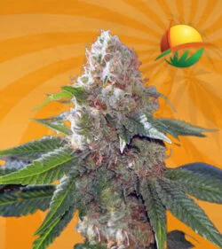Hawaiian Gold Autoflower