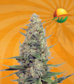 Hawaiian Skunk Feminized