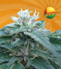 Hemlock Auto