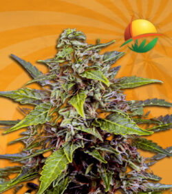 Juicy Fruit Auto