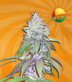 Lambs Breath Autoflower