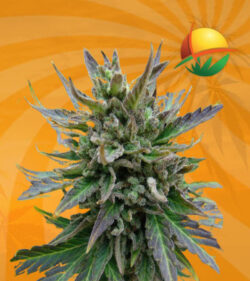 Lambsbreath