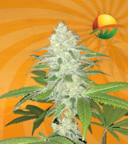 Lemon Sherbet