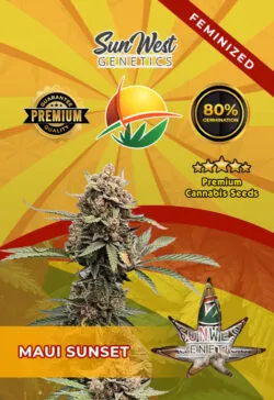 Maui Sunset Feminized