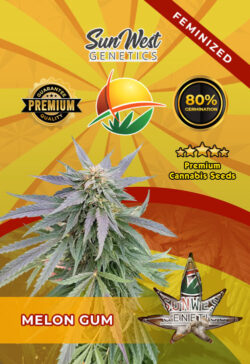 Melon Gum Feminized