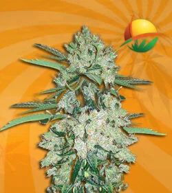 NYC Diesel Autoflower
