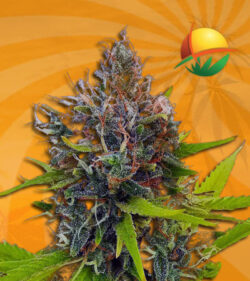 Northern Berry Auto