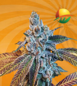 OG Banana Punch Fem
